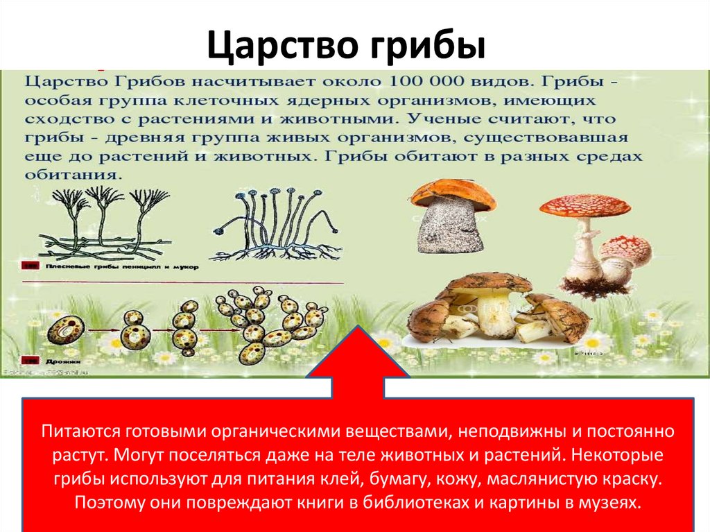 Характеристика царства грибов 5 класс биология презентация