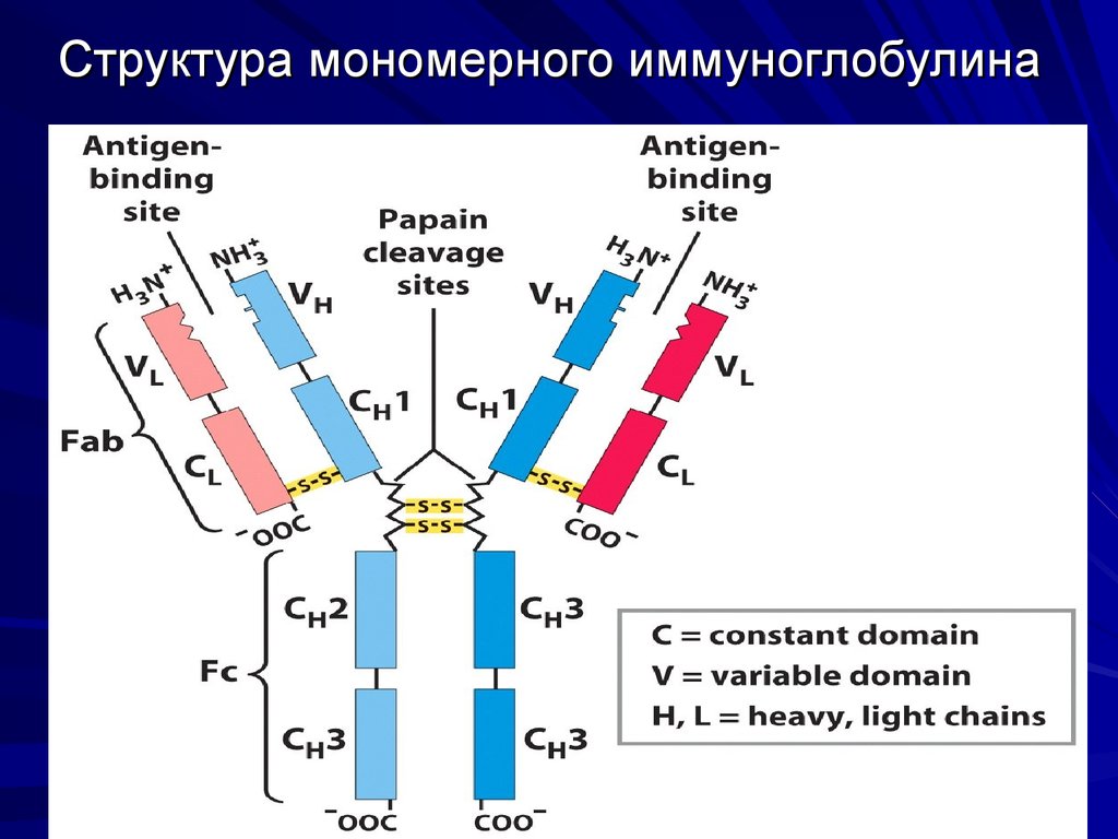 Структура мономерного иммуноглобулина