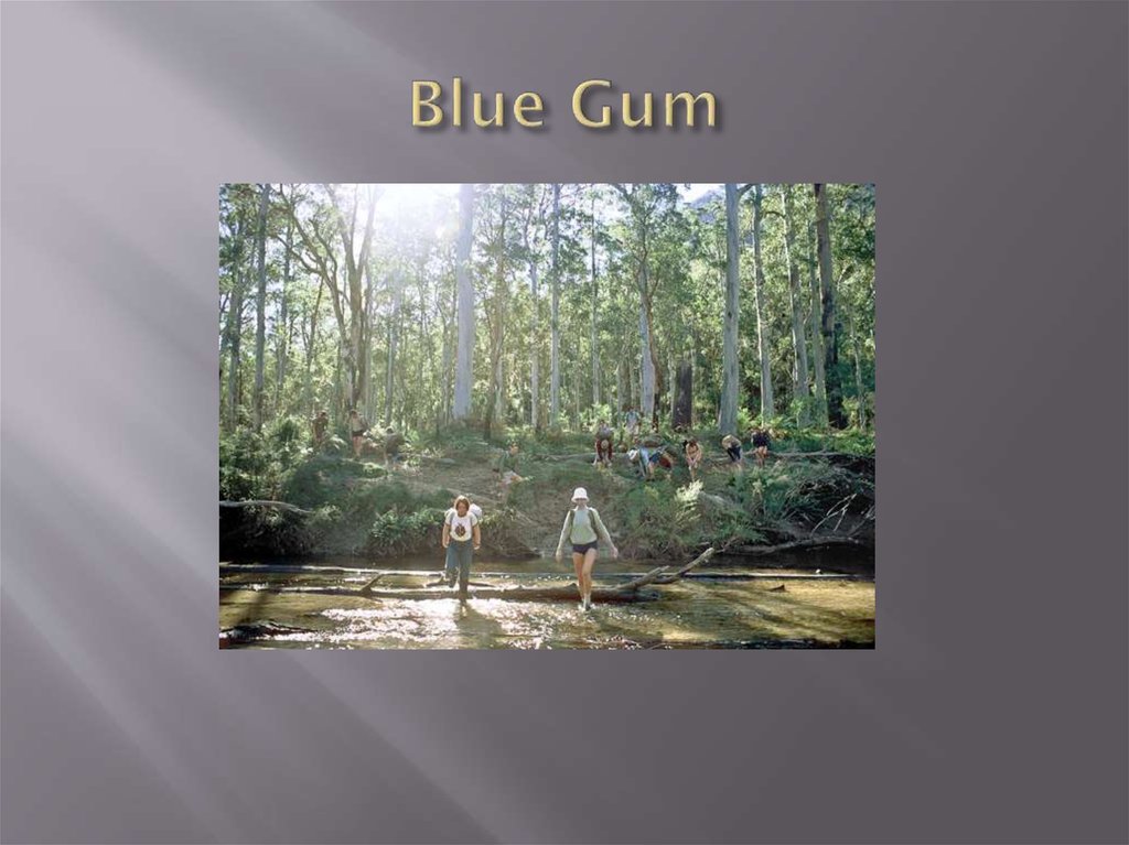Blue Gum