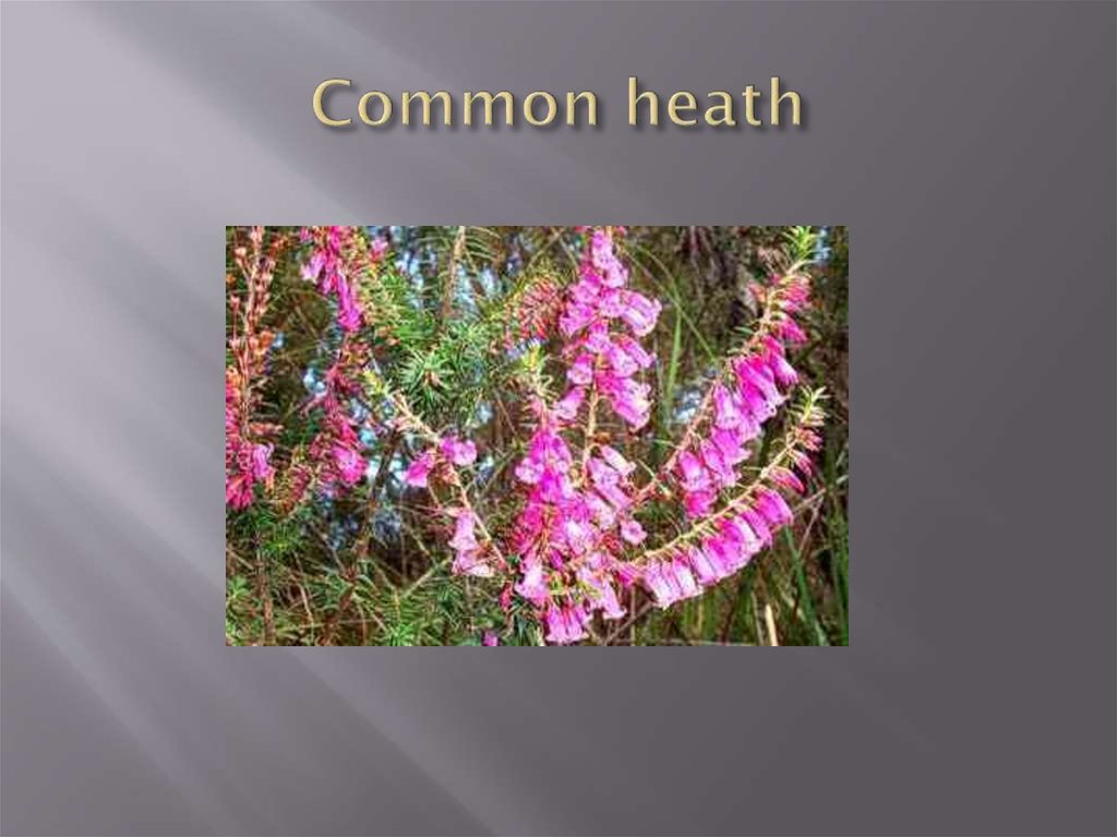 Common heath