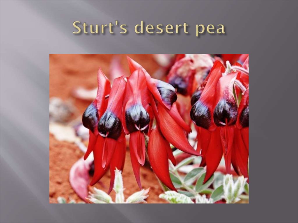 Sturt's desert pea