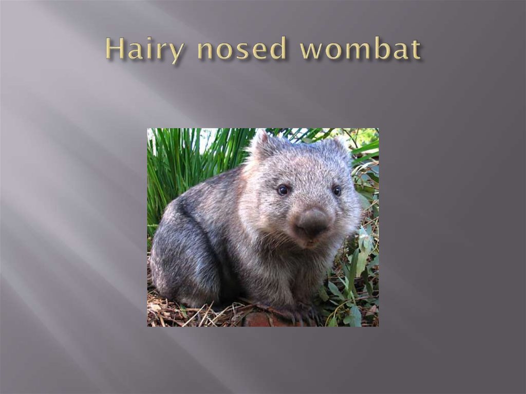 Hairy nosed wombat