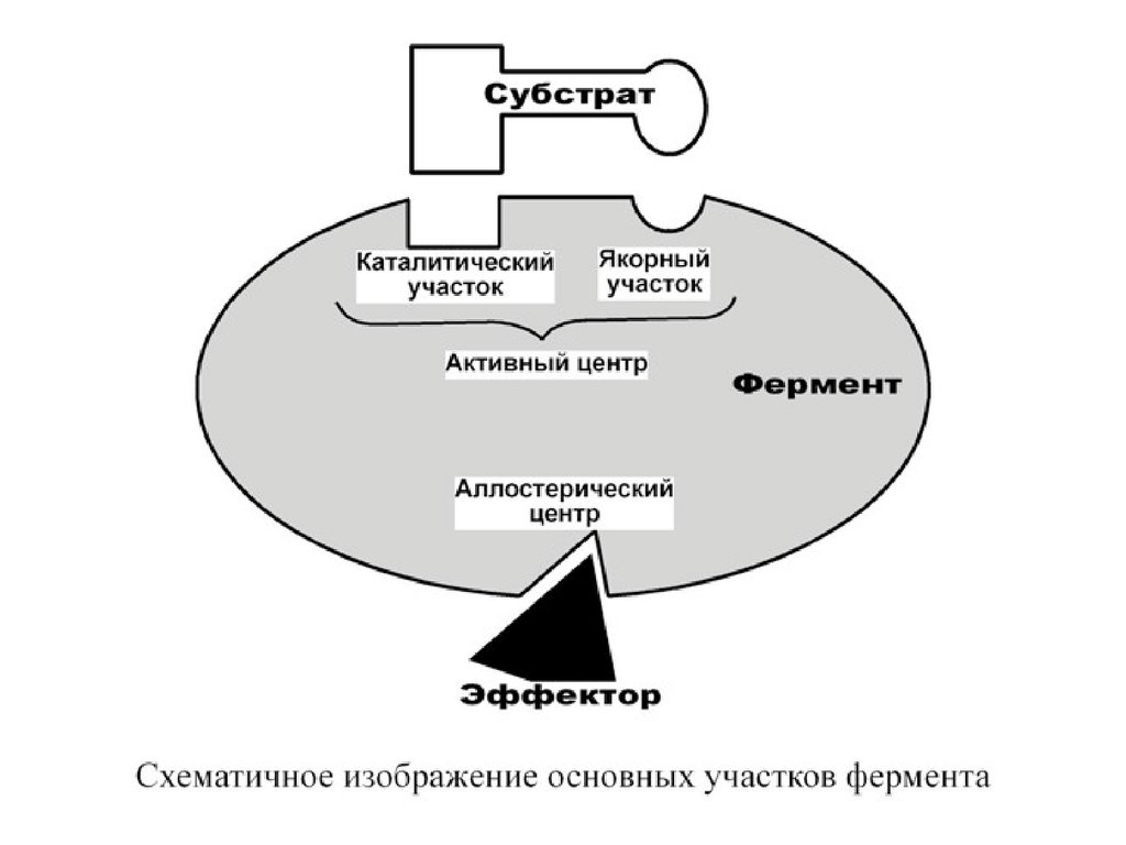 Строение фермента схема