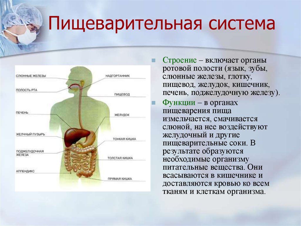 Проект пищеварительная система