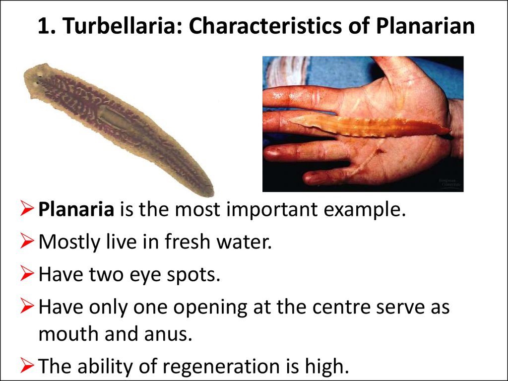 Topic: Flatworms - online presentation