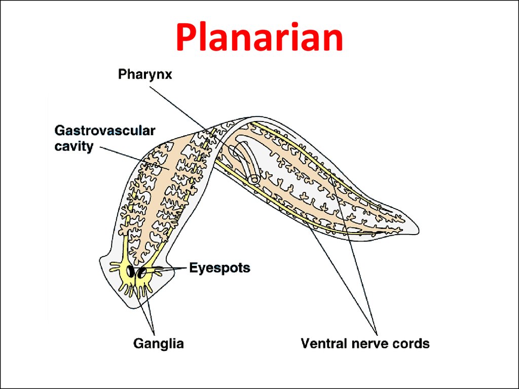 Topic: Flatworms - online presentation