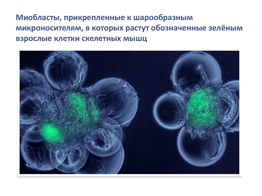 Миобласты, прикрепленные к шарообразным микроносителям, в которых растут обозначенные зелёным взрослые клетки скелетных мышц
