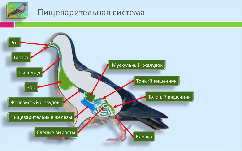 Схема пищеварительной системы у птиц