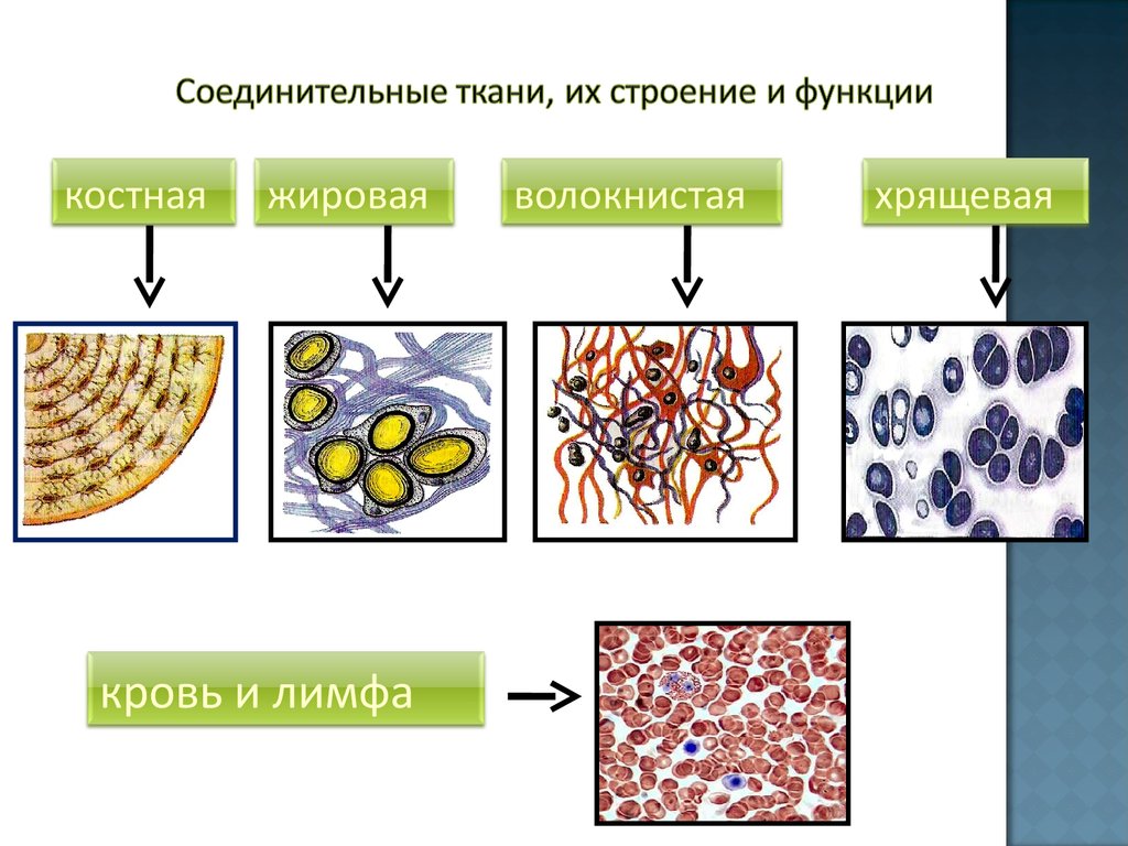 Ткани рисунки анатомия