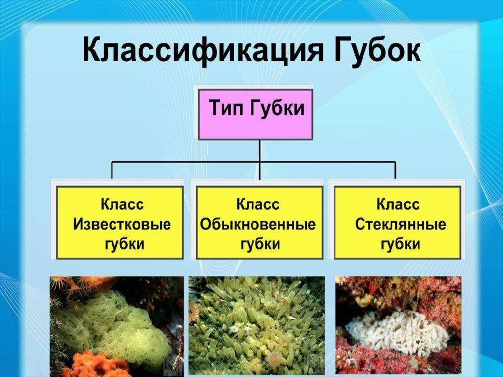 Виды губок биология