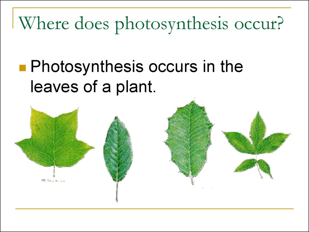 photosynthesis-grade-3