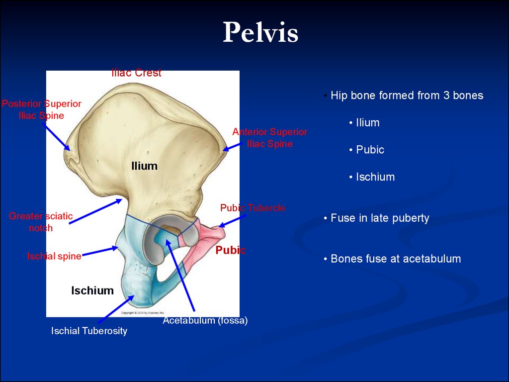 Pelvic аnatomy - презентация онлайн