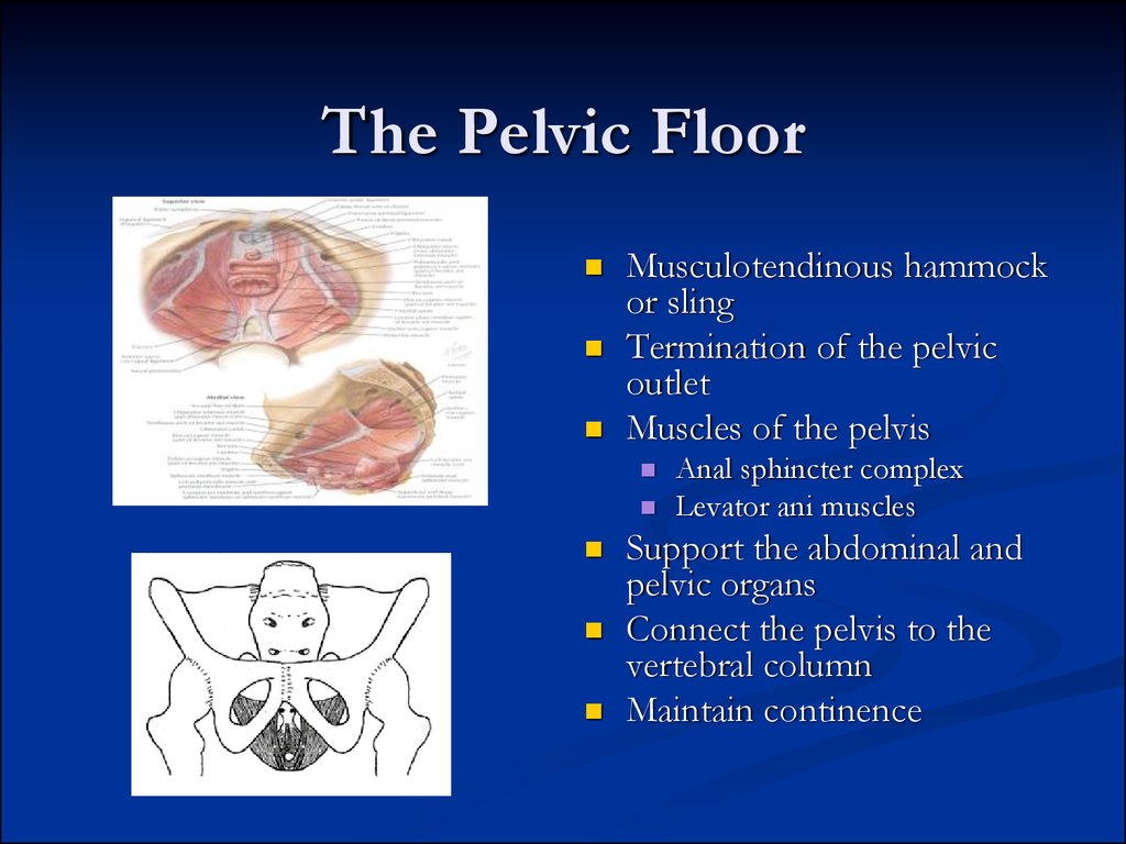 Pelvic аnatomy - презентация онлайн