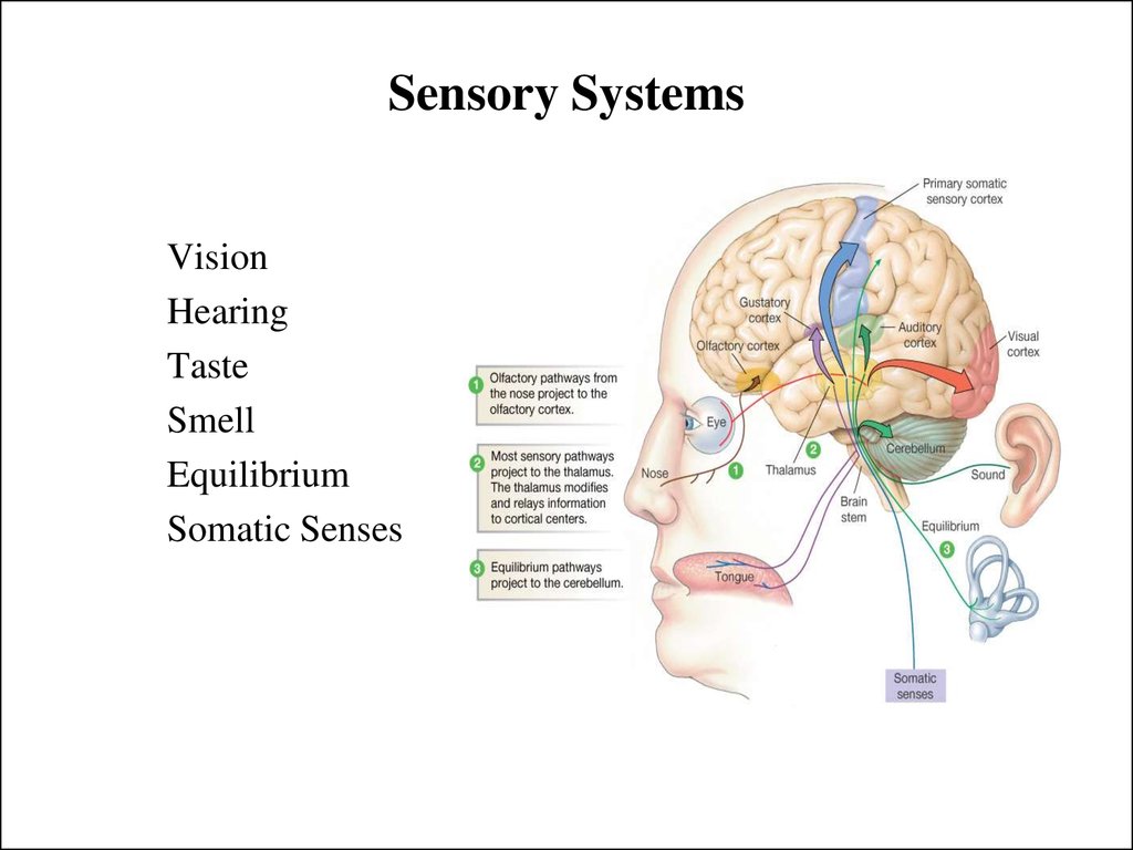 Sensory systems - презентация онлайн