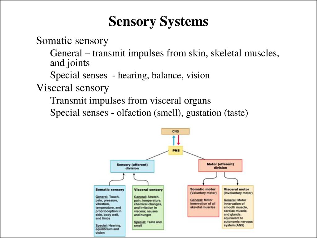 Sensory systems - online presentation