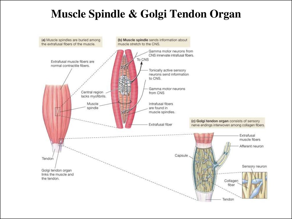 muscle spindle