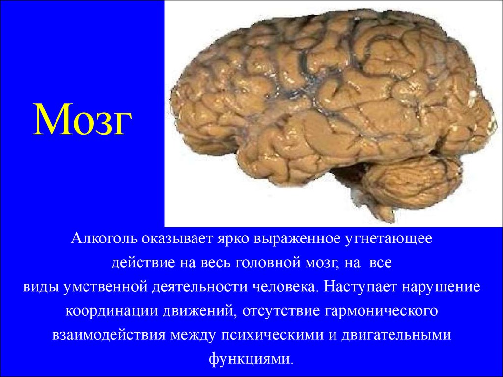 Ультраструктура Мозга Алкоголь И Потомство Попова