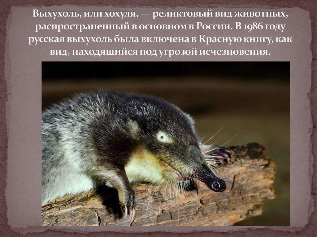 Выхухоль, или хохуля, — реликтовый вид животных, распространенный в основном в России. В 1986 году русская выхухоль была включена в Красну