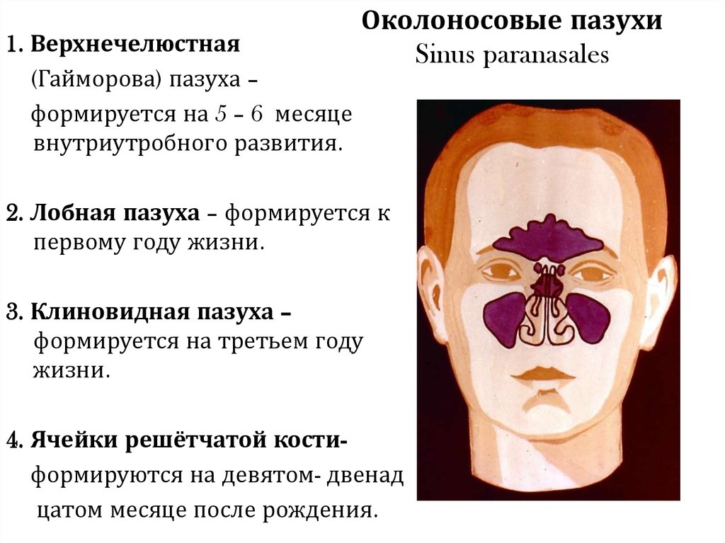 Правая верхнечелюстная пазуха где находится картинка