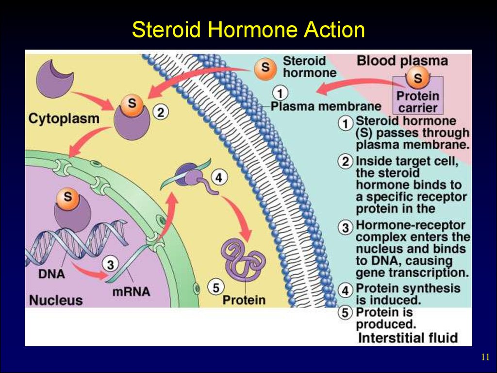 Internal secretion. Basic concepts. Pituitary hormones and their