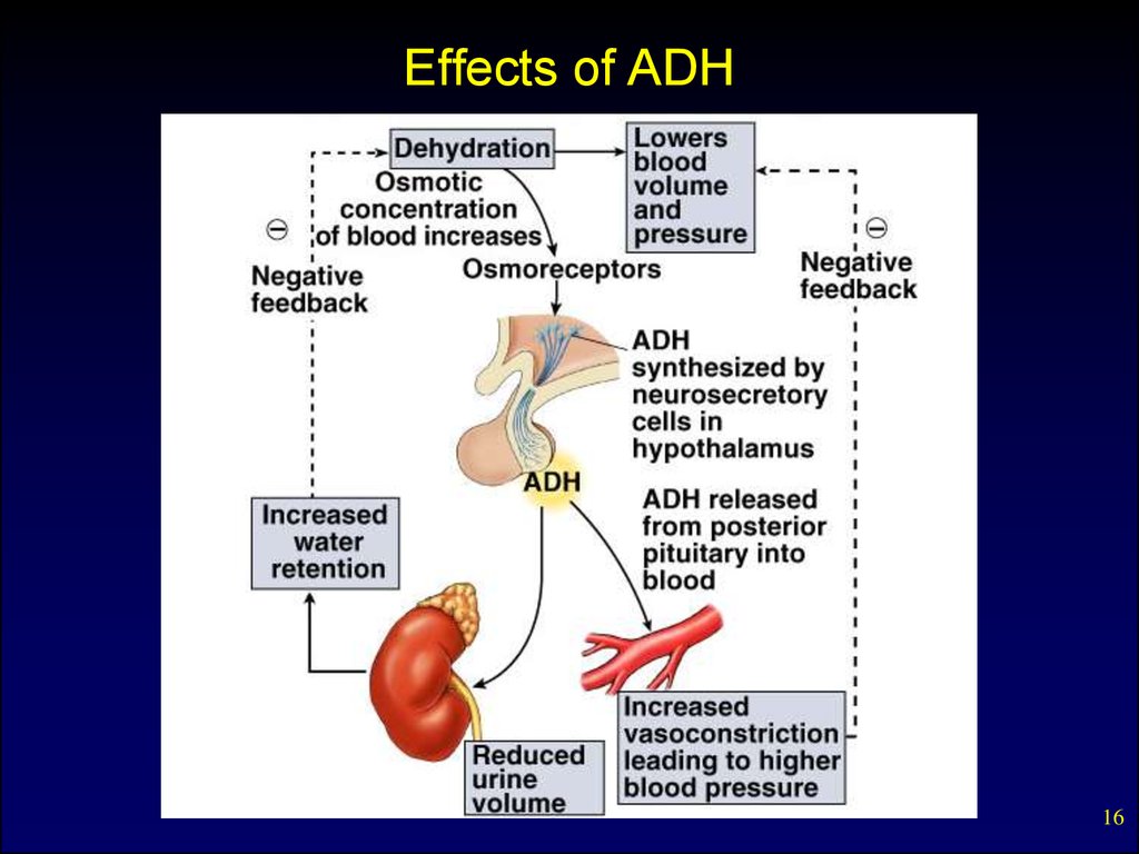 Internal secretion. Basic concepts. Pituitary hormones and their