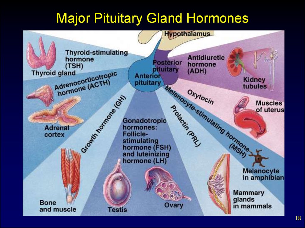 Internal secretion. Basic concepts. Pituitary hormones and their