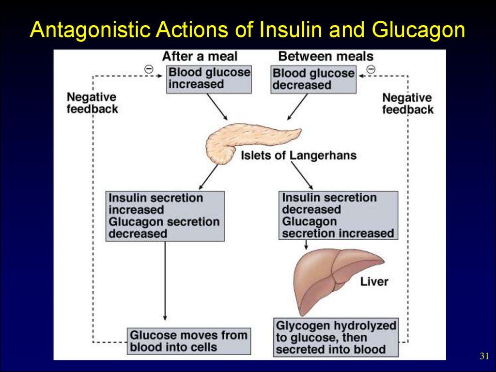 Internal secretion. Basic concepts. Pituitary hormones and their