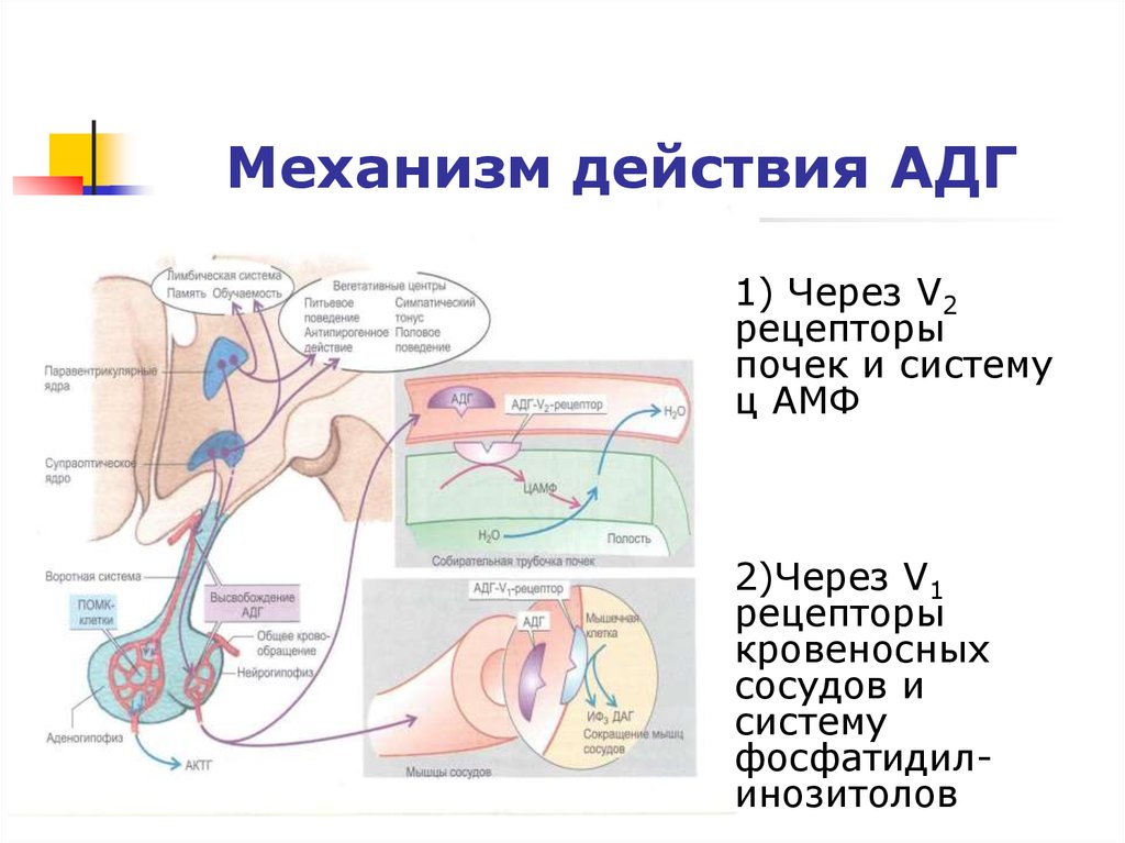 Адг Бай Магазин