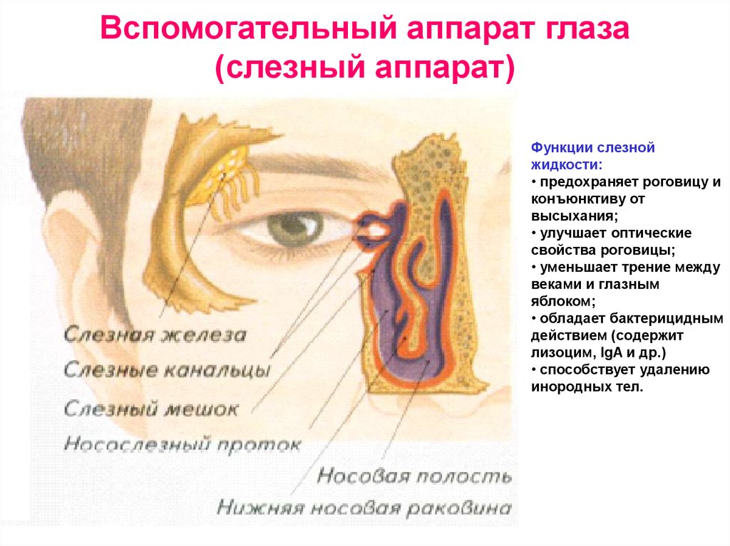 Схема слезного аппарата глаза