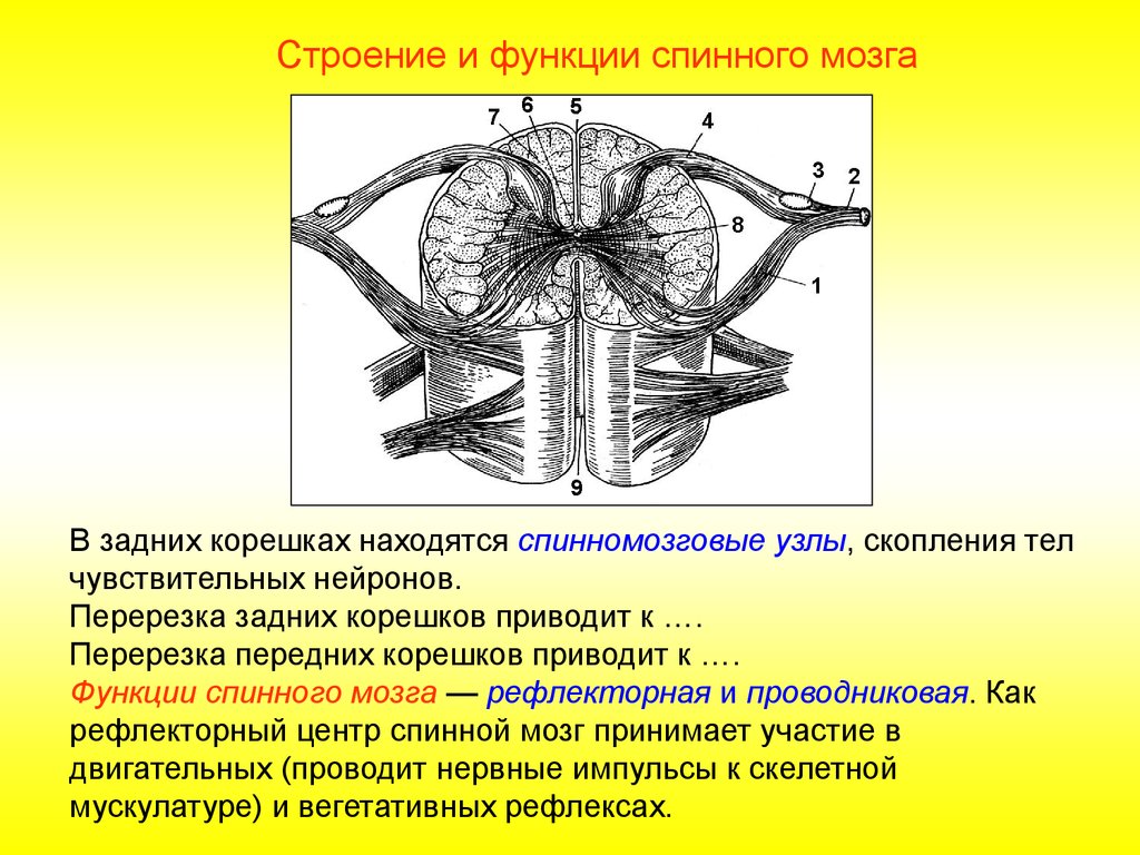 Назовите структуры спинного мозга обозначенные на рисунке цифрами 1 и 2