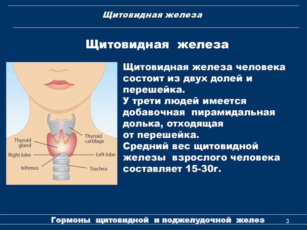 Где находится щитовидная железа у мужчин фото в организме человека