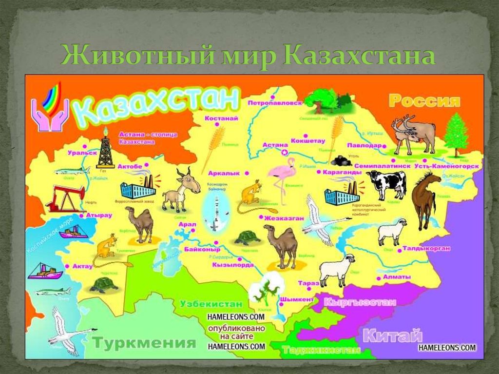 Животный мир Казахстана