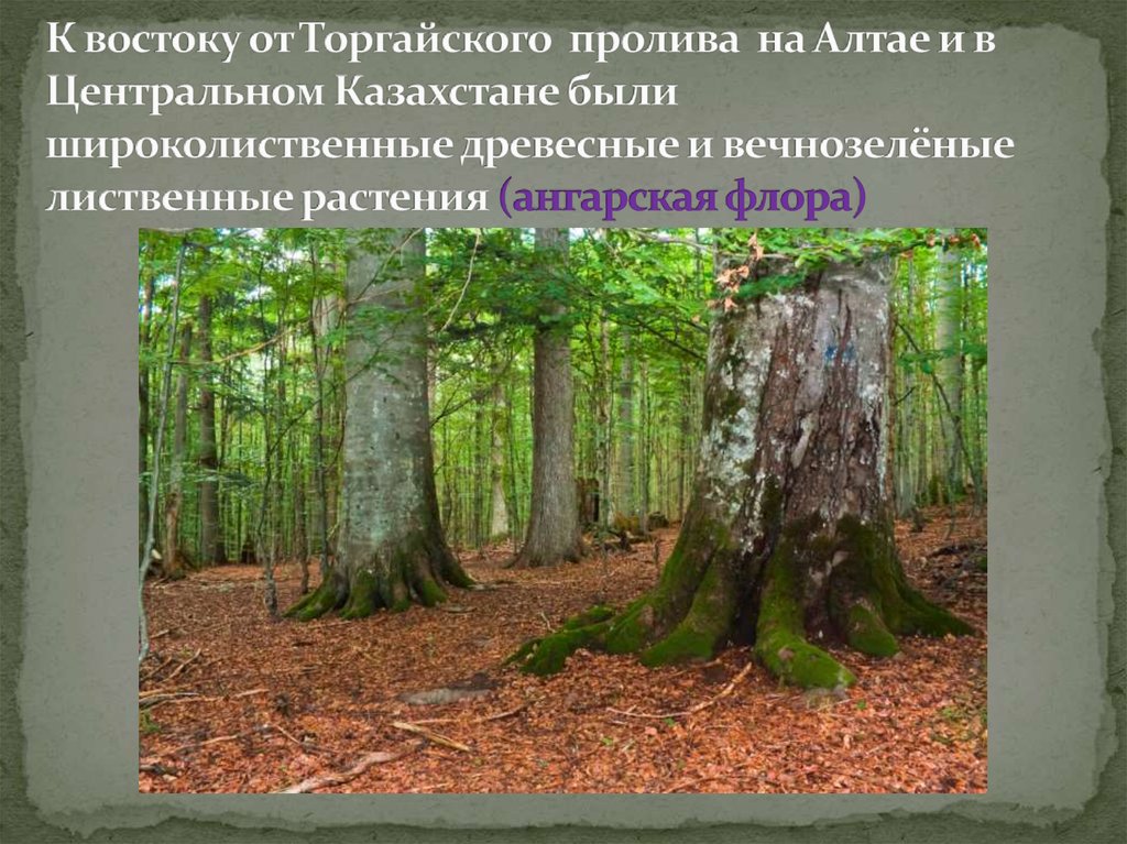 К востоку от Торгайского пролива на Алтае и в Центральном Казахстане были широколиственные древесные и вечнозелёные лиственные растения (