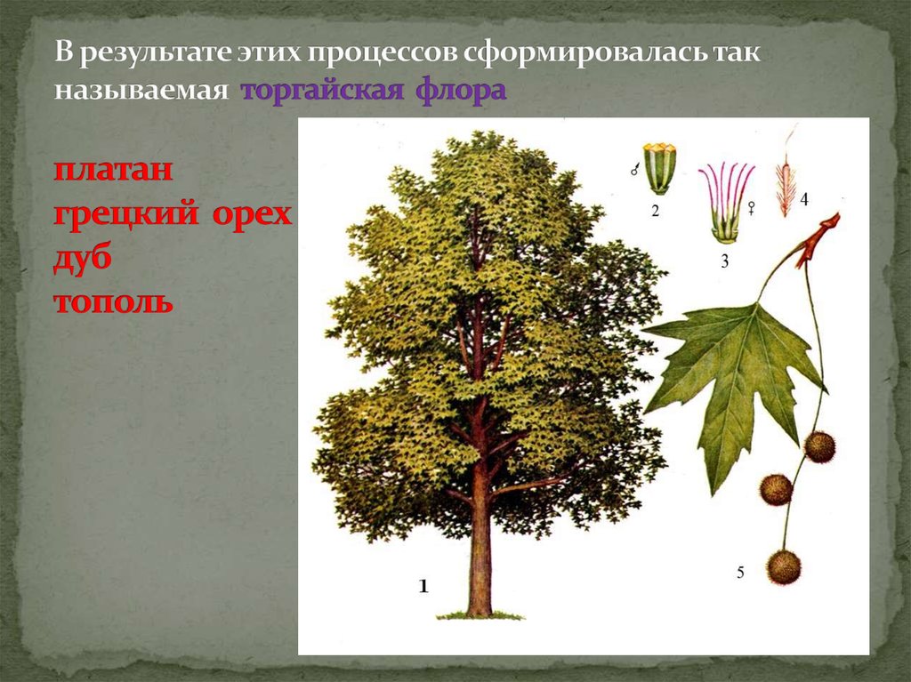 В результате этих процессов сформировалась так называемая торгайская флора платан грецкий орех дуб тополь