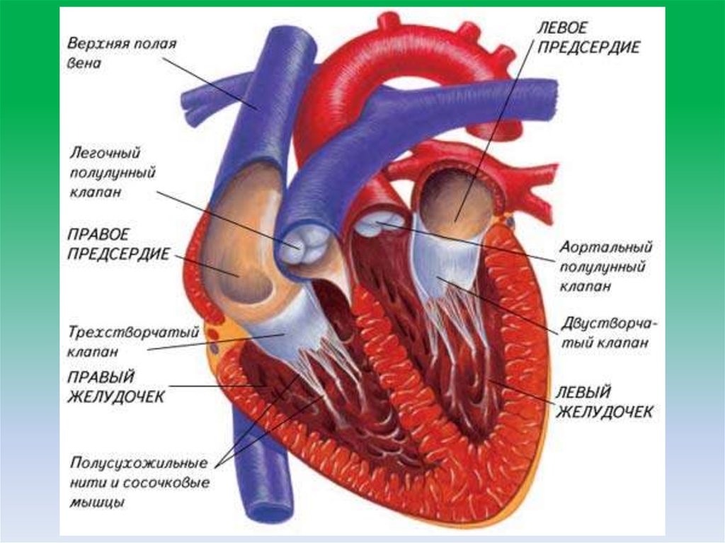 Сердце и сосуды связанные с сердцем рисунок