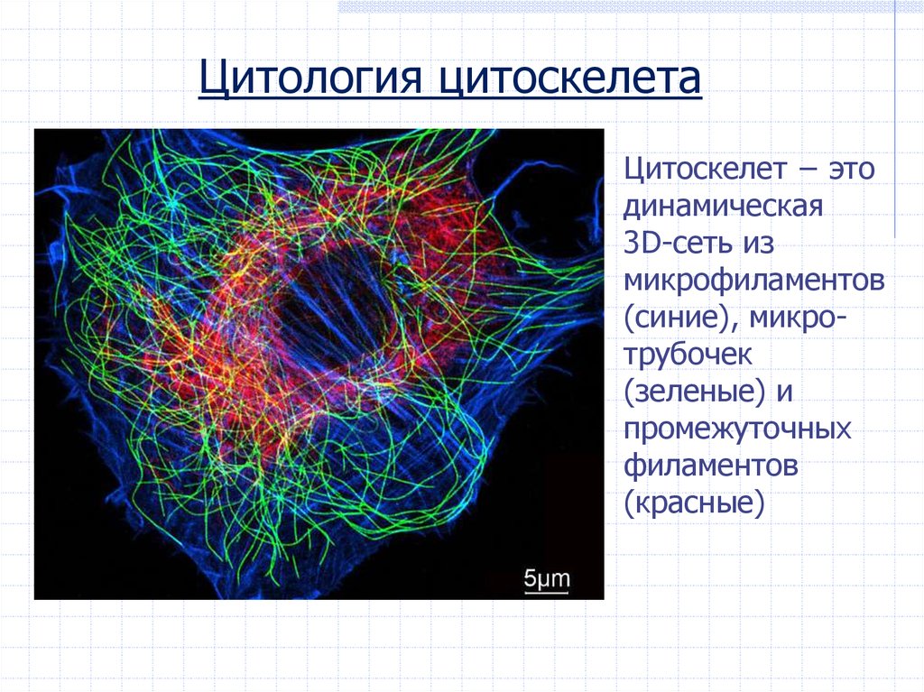 Цитоскелет. Химическая природа и функции цитоскелета - презентация онлайн
