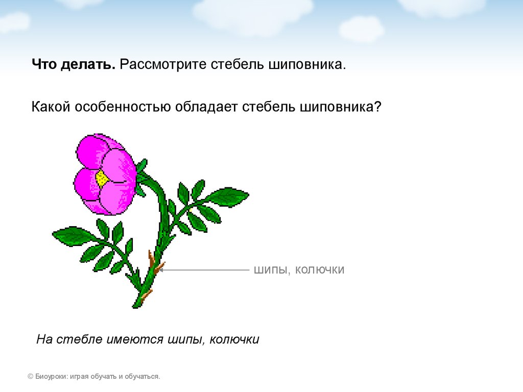 Строение цветка шиповника рисунок