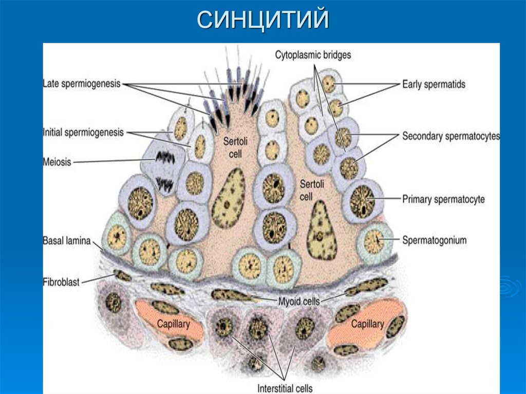 нейрокомпьютерная