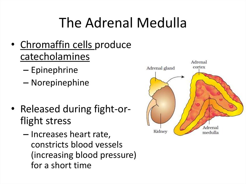 adrenaline is released from the adrenal medulla