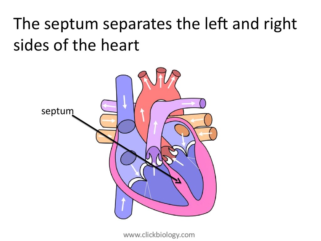 Heart structure and function - online presentation