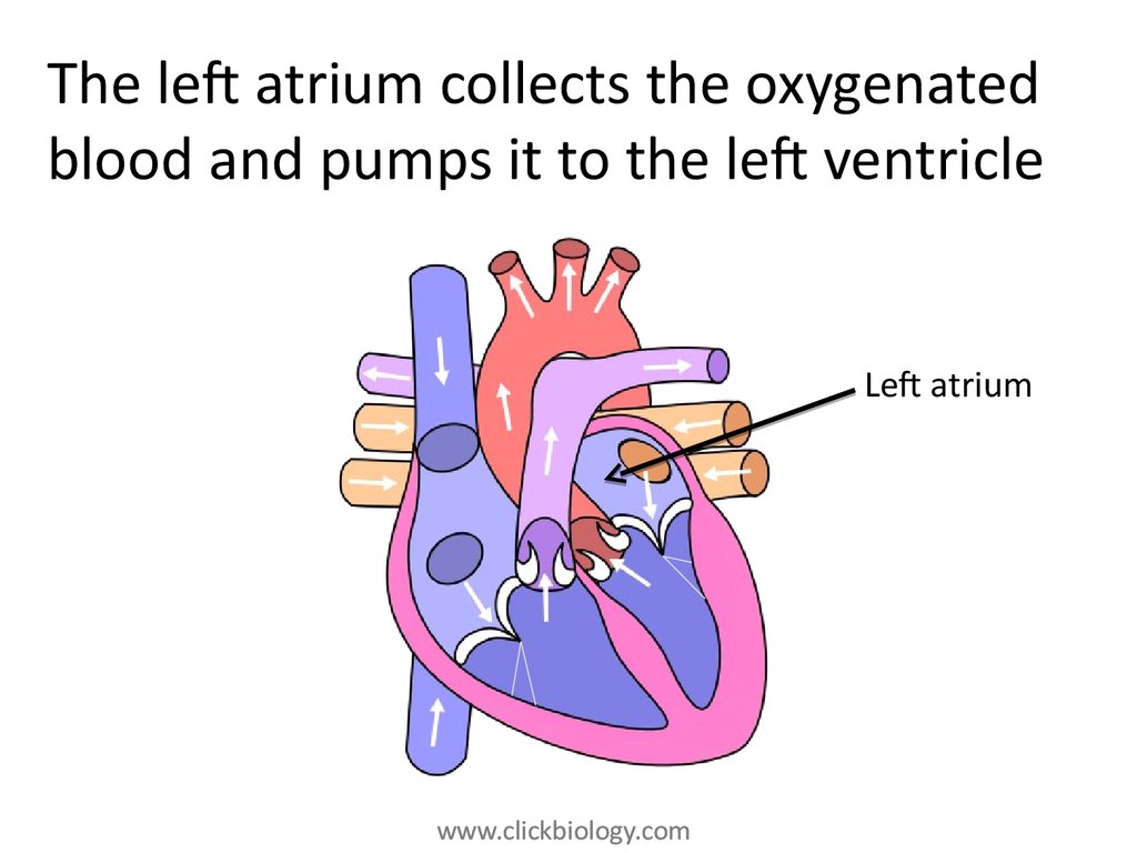 Heart structure and function - online presentation