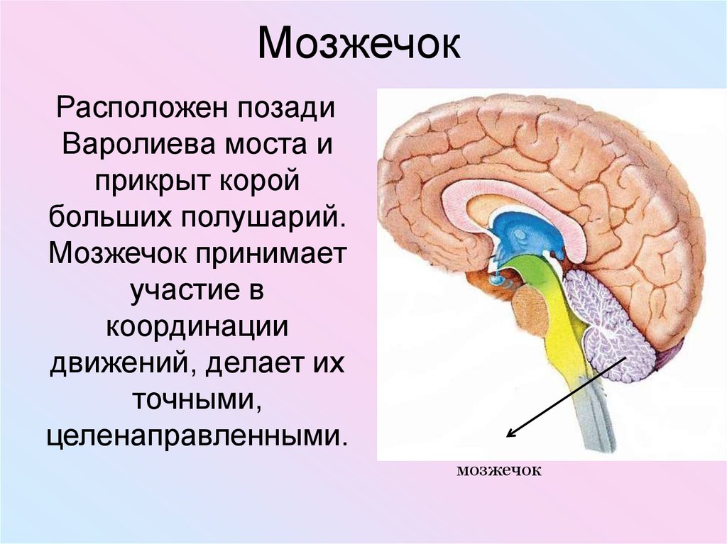 Где находится мозжечок рисунок