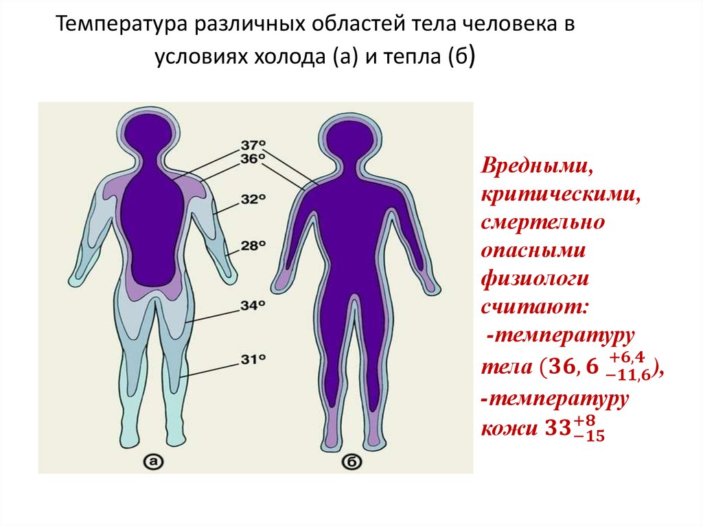 Температура различных областей тела человека в условиях холода (а) и тепла (б)