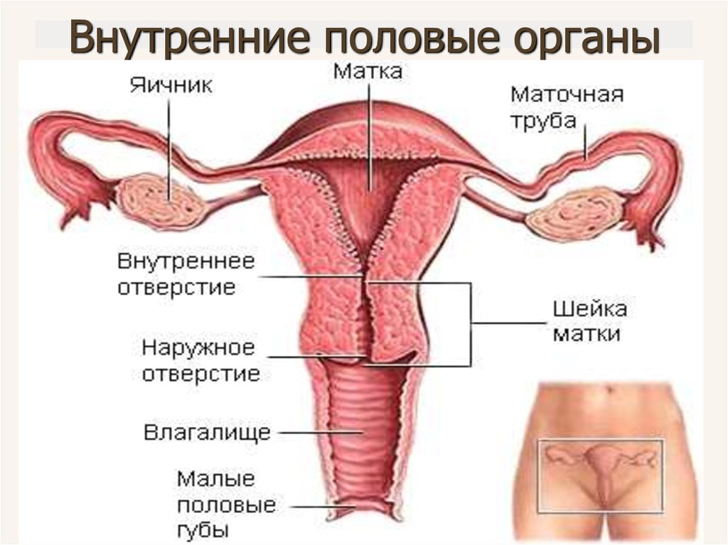 Гинекология половые женские органы