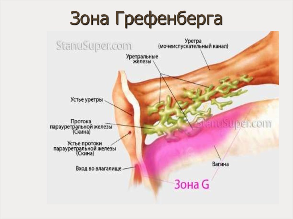 Учитель географии показал студентке где у неё точка G