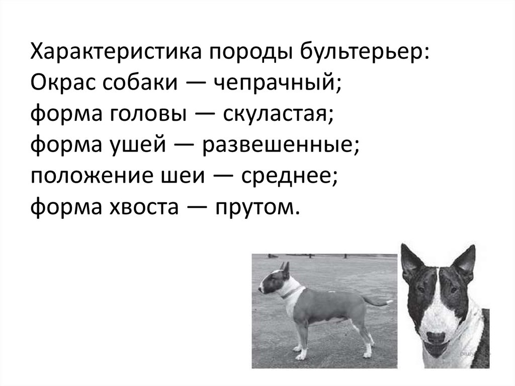 Рассмотрите фотографию рыжей собаки выберите характеристики соответствующие внешнему строению