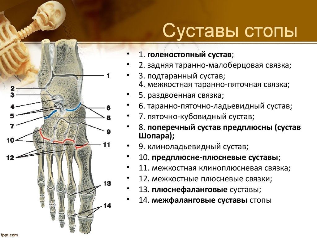 Строение стопы фото рисунок схема кости