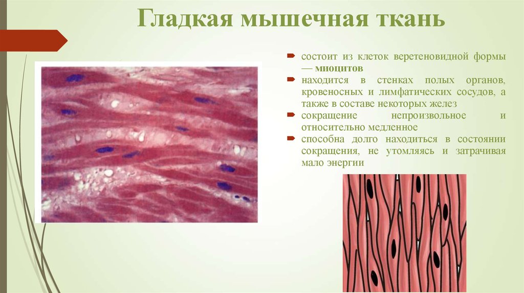 Гистология Виды тканей презентация онлайн 2942