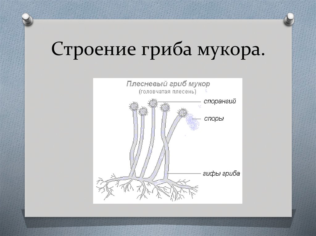 Рисунок плесневый гриб мукор