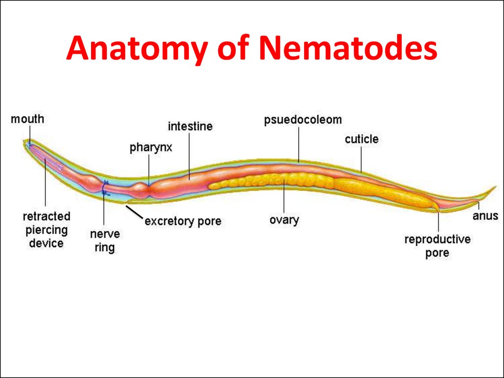 Topic: Nematode (Round worms) - online presentation
